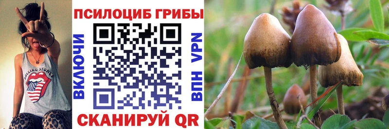 Галлюциногенные грибы Psilocybe ссылка на мегу ONION Чаплыгин что такое наркотик